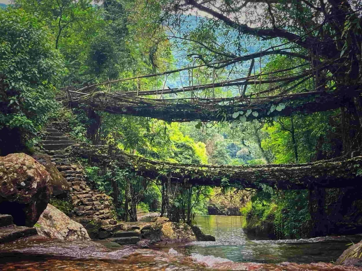 Double Decker Root Bridge